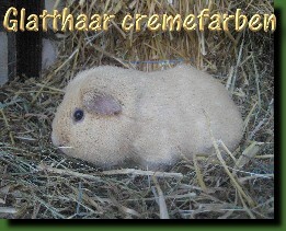 1.0 Glatthaar cremefarben